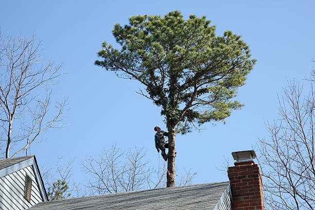 Best Hedge Trimming  in USA